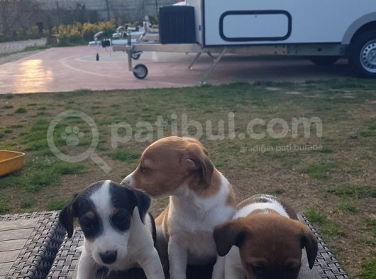 Show Kalite Fırlama Jack Russel Terrier Yavruları