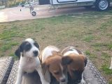 Show Kalite Fırlama Jack Russel Terrier Yavruları