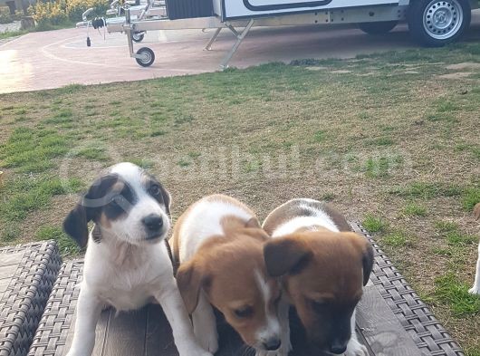Show Kalite Fırlama Jack Russel Terrier Yavruları görsel