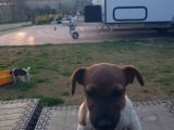 Show Kalite Fırlama Jack Russel Terrier Yavruları