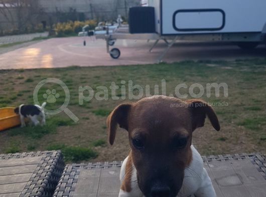 Show Kalite Fırlama Jack Russel Terrier Yavruları görsel