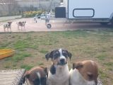 Show Kalite Fırlama Jack Russel Terrier Yavruları
