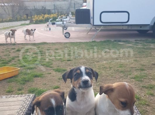 Show Kalite Fırlama Jack Russel Terrier Yavruları görsel