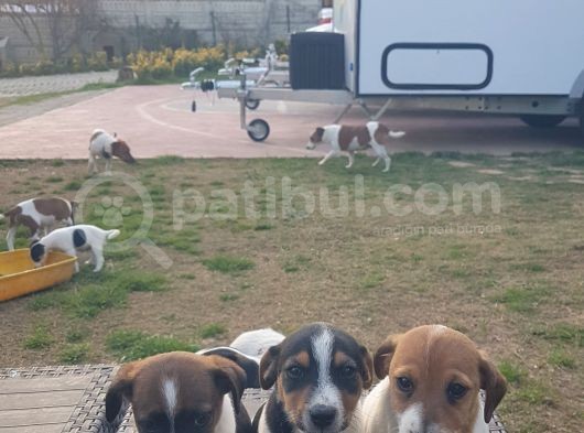 Show Kalite Fırlama Jack Russel Terrier Yavruları görsel
