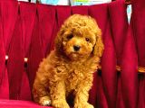 TOOY POODLE YAVRUMUZ 0 TEACUP 