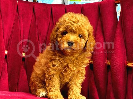 Tooy Poodle Yavrumuz 0 Teacup 