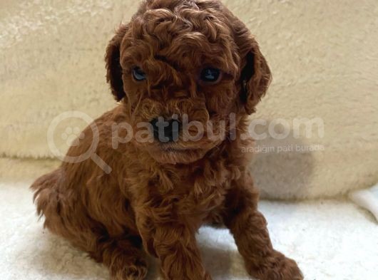 Toy Poddle Erkek Ve Di̇şi̇ Yavrular görsel