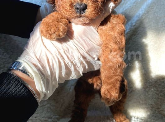 Toy Poddle Erkek Ve Di̇şi̇ Yavrular görsel