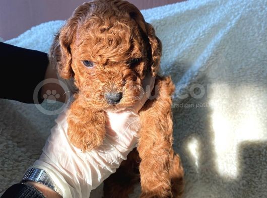 Toy Poddle Erkek Ve Di̇şi̇ Yavrular