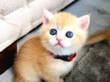 A Kalite Bri̇ti̇sh Shorthai̇r Golden  Yavrular
