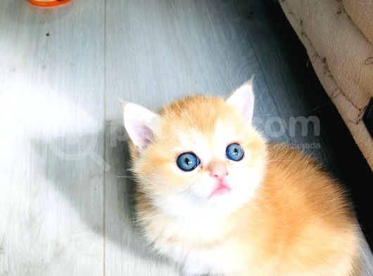 A Kalite Bri̇ti̇sh Shorthai̇r Golden  Yavrular görsel