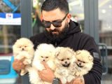 Ankaranin en seçkin yavrulari Instagram cagricemcemm