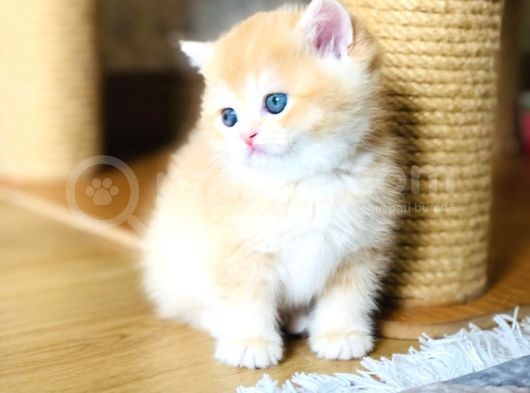 A Kalite Bri̇ti̇sh Shorthai̇r Golden  Yavrular görsel