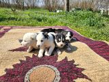 Si̇bi̇rya Kurdu Yavrularimiz Yeni̇ Sahi̇bi̇ni̇ Ariyor
