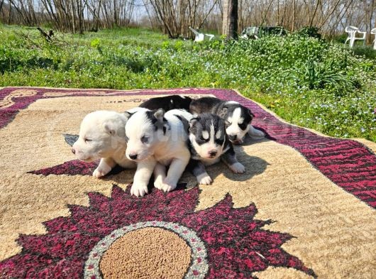 Si̇bi̇rya Kurdu Yavrularimiz Yeni̇ Sahi̇bi̇ni̇ Ariyor görsel