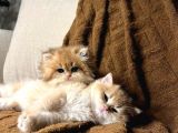 Golden Ny12 Değeri̇ni̇ Bi̇lenler-Ucuz Deği̇ldi̇r