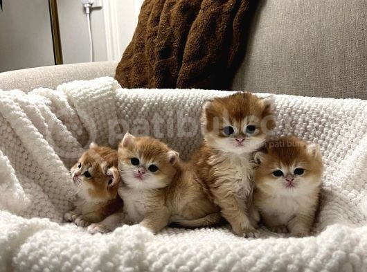 Golden Ny12 Değeri̇ni̇ Bi̇lenler-Ucuz Deği̇ldi̇r