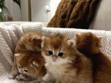 Golden Ny12 Değeri̇ni̇ Bi̇lenler-Ucuz Deği̇ldi̇r