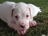 Mükemmel Kalite Dogo Argentino Yavrularımız