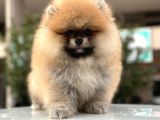 Pomerian Boo Dünyası