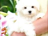 Maltesse Terrier Cinsi Güzel Yavrular 