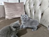 Aile Sıcaklığnda Büyüyen  Scottish Fold British Yvrlr