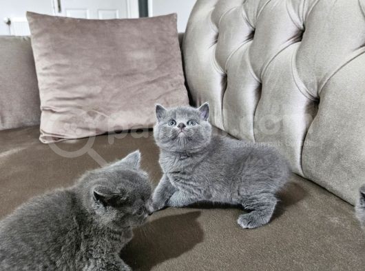 Aile Sıcaklığnda Büyüyen  Scottish Fold British Yvrlr görsel