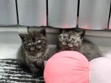Aile Sıcaklığnda Büyüyen  Scottish Fold British Yvrlr