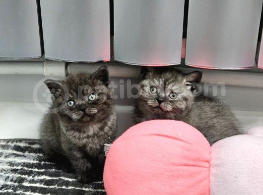 Aile Sıcaklığnda Büyüyen  Scottish Fold British Yvrlr görsel