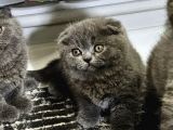 Aile Sıcaklığnda Büyüyen  Scottish Fold British Yvrlr