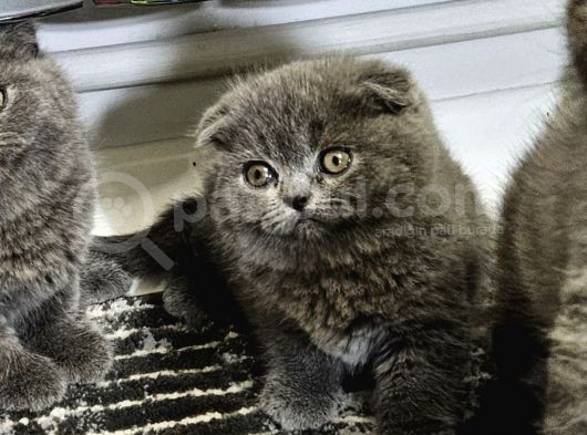 Aile Sıcaklığnda Büyüyen  Scottish Fold British Yvrlr görsel
