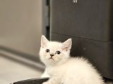 Aile Sıcaklığnda Büyüyen  Scottish Fold British Yvrlr