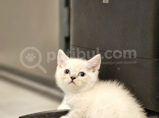 Aile Sıcaklığnda Büyüyen  Scottish Fold British Yvrlr görsel