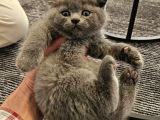 Aile Sıcaklığnda Büyüyen  Scottish Fold British Yvrlr