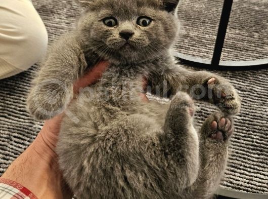 Aile Sıcaklığnda Büyüyen  Scottish Fold British Yvrlr görsel