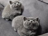 Aile Sıcaklığnda Büyüyen  Scottish Fold British Yvrlr