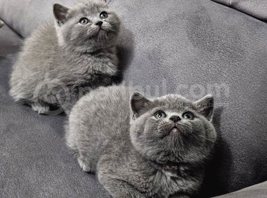 Aile Sıcaklığnda Büyüyen  Scottish Fold British Yvrlr görsel