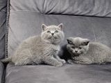Aile Sıcaklığnda Büyüyen  Scottish Fold British Yvrlr