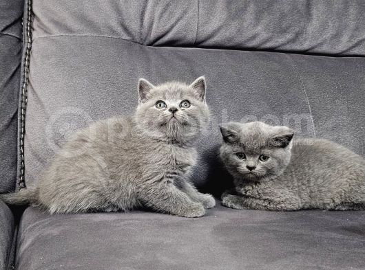 Aile Sıcaklığnda Büyüyen  Scottish Fold British Yvrlr görsel