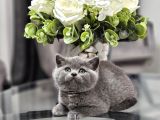 Aile sıcaklığnda büyüyen  scottish fold british yvrlr