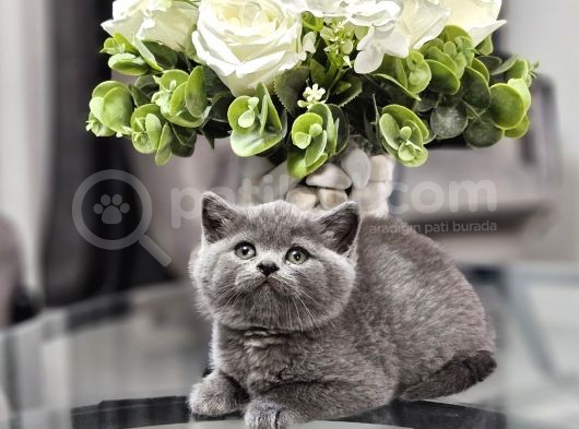 Aile Sıcaklığnda Büyüyen  Scottish Fold British Yvrlr