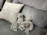 Aile Sıcaklığnda Büyüyen  Scottish Fold British Yvrlr