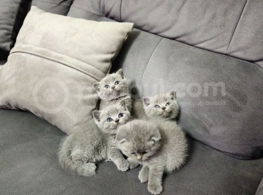 Aile Sıcaklığnda Büyüyen  Scottish Fold British Yvrlr görsel