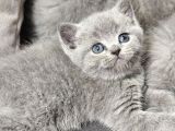 Aile Sıcaklığnda Büyüyen  Scottish Fold British Yvrlr