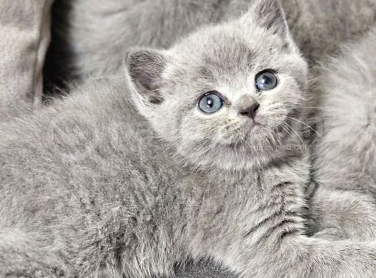 Aile Sıcaklığnda Büyüyen  Scottish Fold British Yvrlr görsel