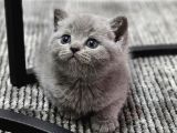 Aile Sıcaklığnda Büyüyen  Scottish Fold British Yvrlr