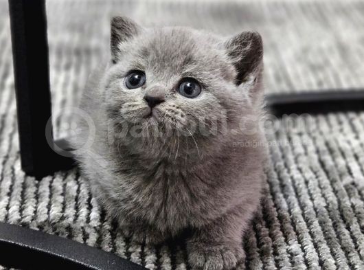 Aile Sıcaklığnda Büyüyen  Scottish Fold British Yvrlr görsel