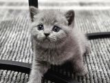 Aile Sıcaklığnda Büyüyen  Scottish Fold British Yvrlr