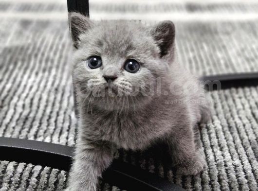 Aile Sıcaklığnda Büyüyen  Scottish Fold British Yvrlr görsel