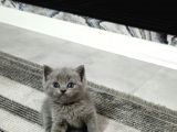 Aile Sıcaklığnda Büyüyen  Scottish Fold British Yvrlr